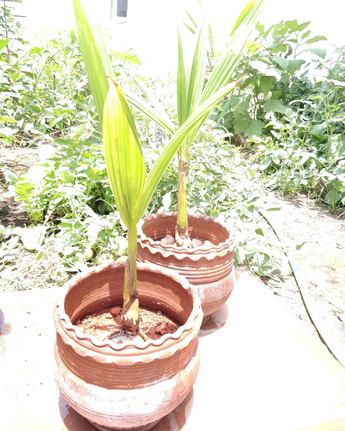 Coconut Bonsai